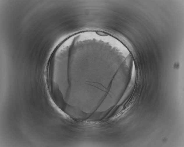 X0000096450958200802211231