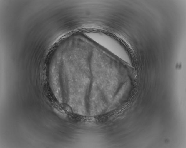 X0000096450968200802211230