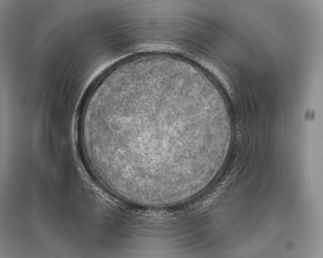 X0000096450983200802211230