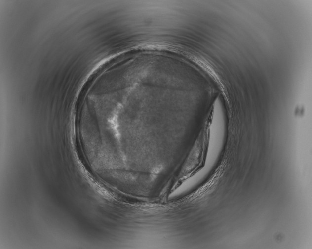 X0000096450984200802211230