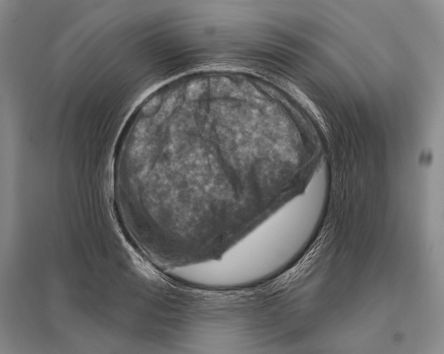 X0000096450988200802211230