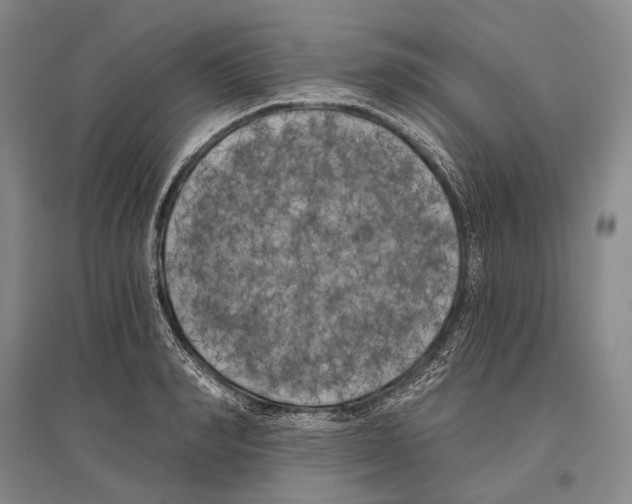 X0000096450990200802211230