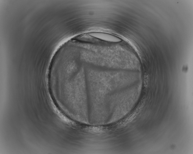 X0000096450995200802211230