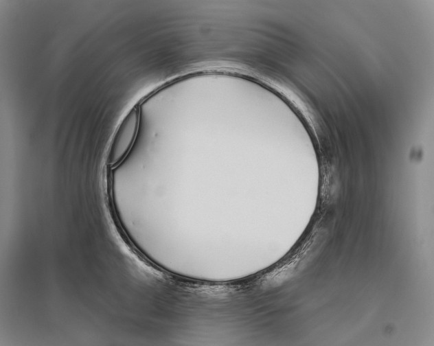 X0000096450999200802211230