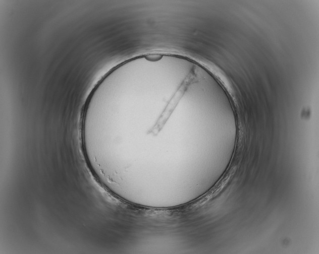 X0000096451006200802211229