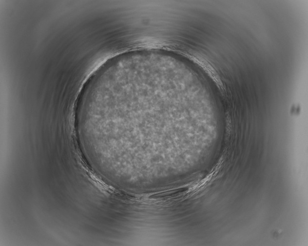 X0000096451023200802211229