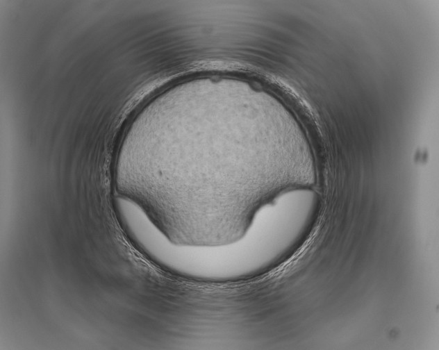 X0000096451025200802211229