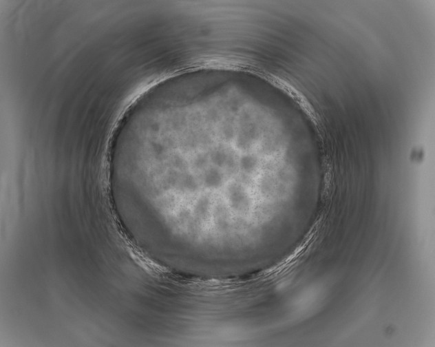 X0000096451027200802211229