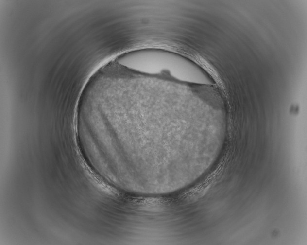 X0000096451028200802211229