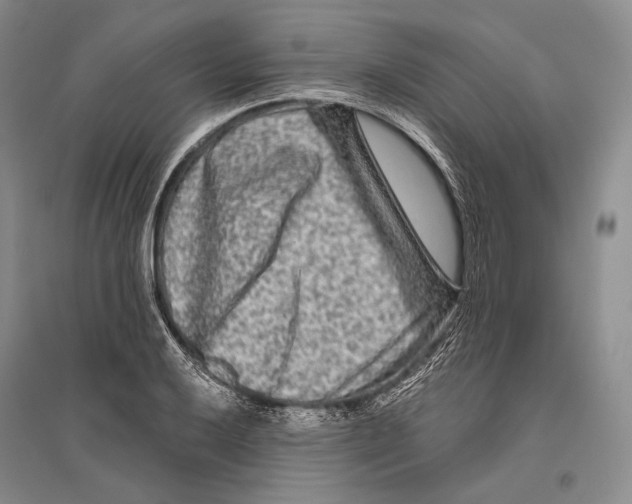 X0000096451032200802211229