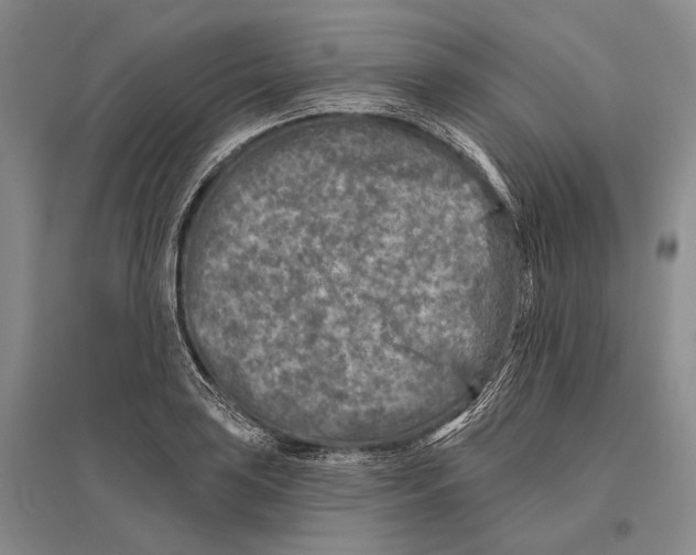 X0000096451035200802211229