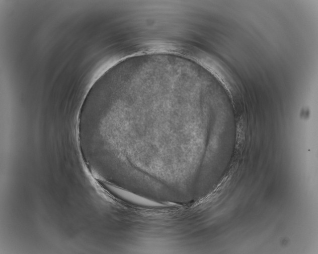 X0000096451047200802211229