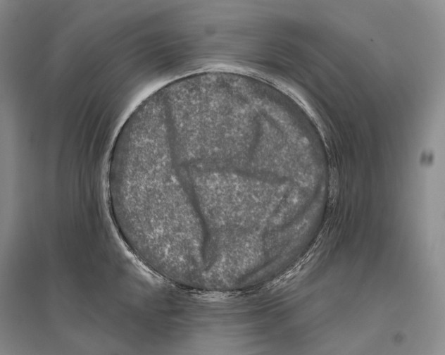 X0000096451048200802211229