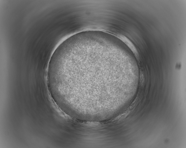 X0000096451052200802211229