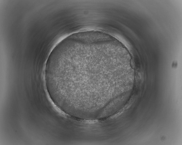 X0000096451055200802211229