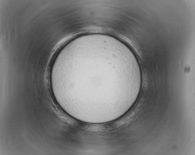 X0000096451074200802211228