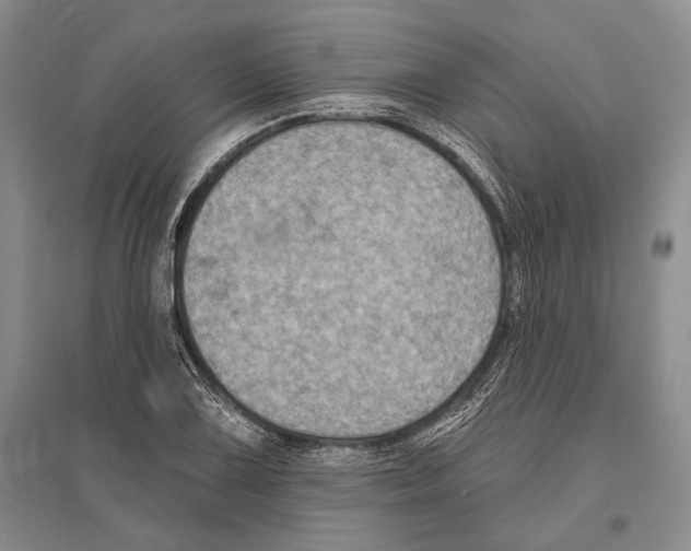 X0000096451075200802211228