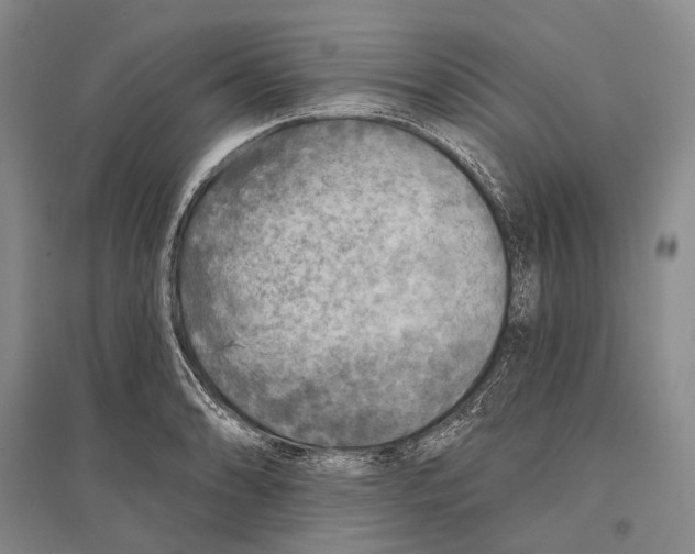 X0000096451086200802211228