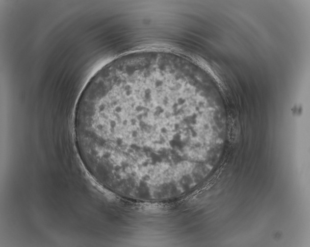 X0000096451087200802211228