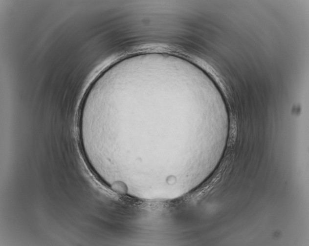 X0000096451090200802211228