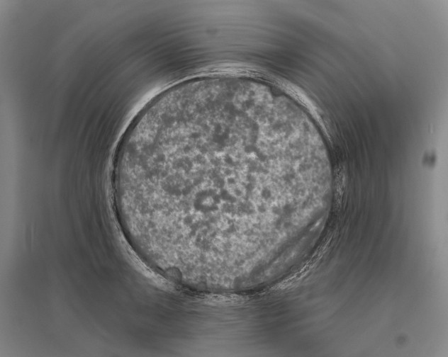 X0000096451091200802211228