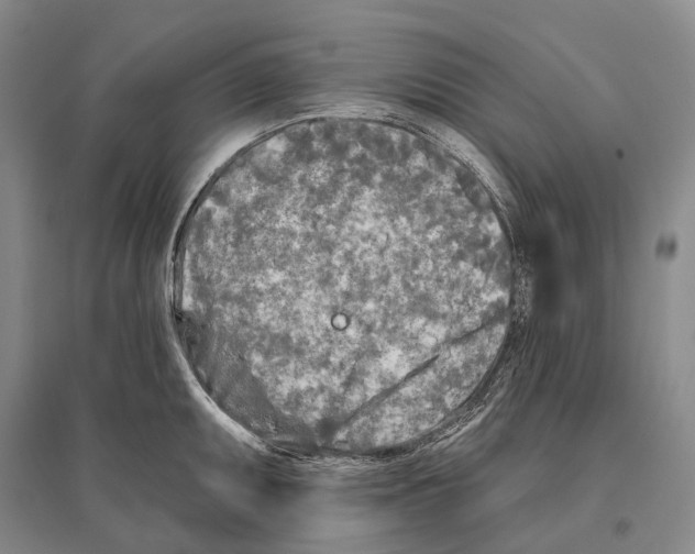 X0000096451095200802211228