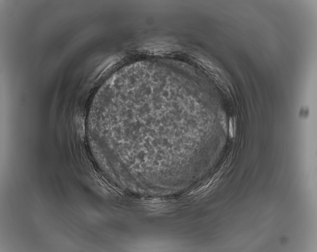 X0000096451155200802211227