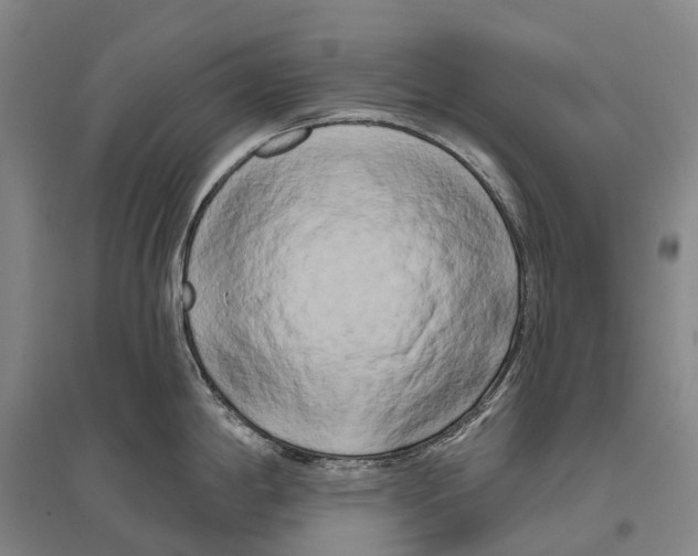 X0000096451198200802211227