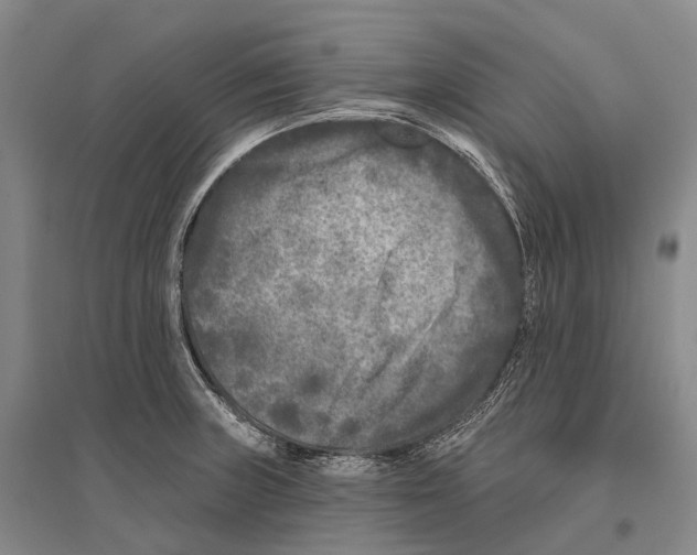 X0000096451235200802211226