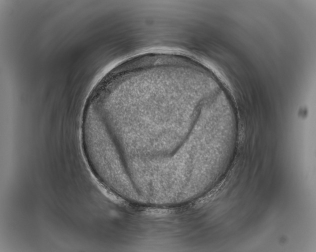 X0000096451237200802211226