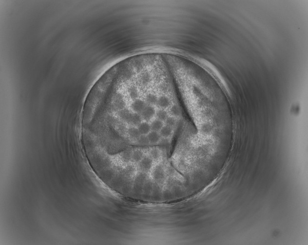 X0000096451244200802211226