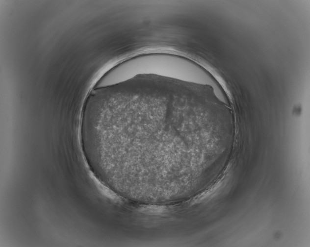 X0000096451245200802211226