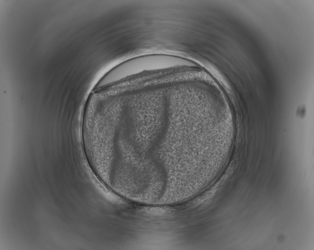 X0000096451246200802211226