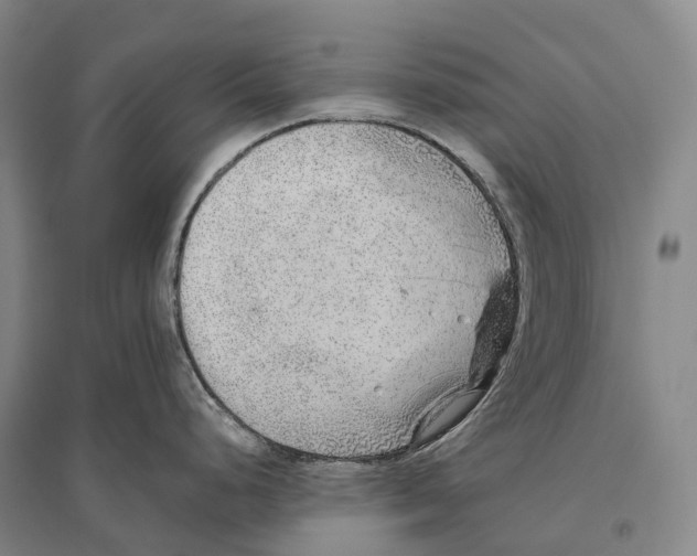 X0000096451248200802211227