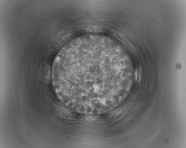 X0000096451251200802211226