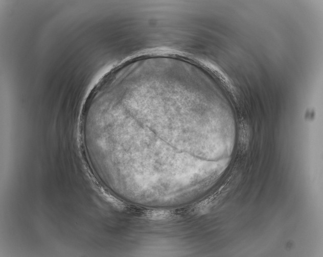 X0000096451278200802211225