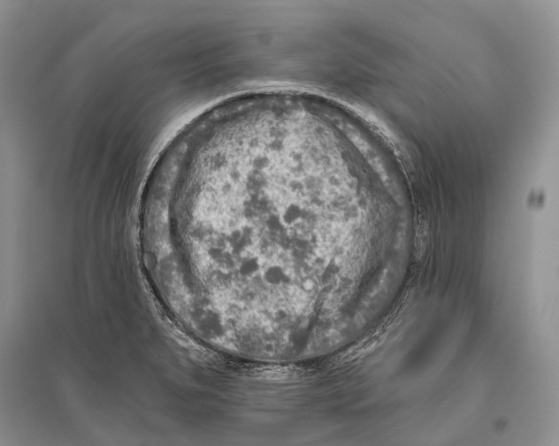 X0000096451279200802211225