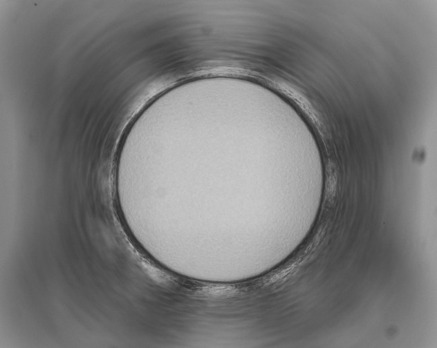 X0000096451282200802211225