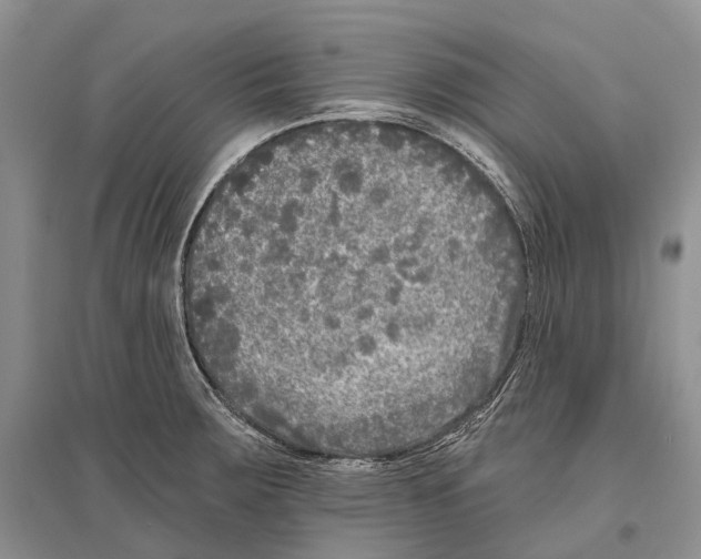 X0000096451283200802211225