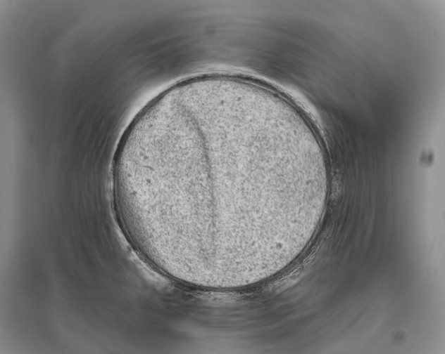 X0000096451287200802211225