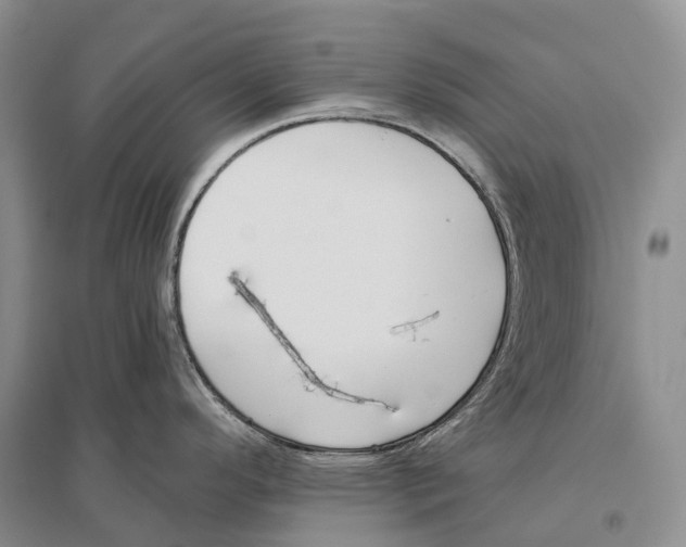 X0000096451296200802211225