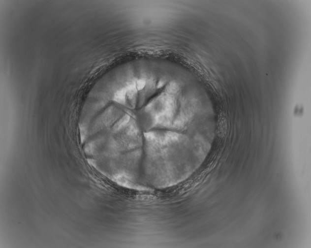 X0000096451297200802211224