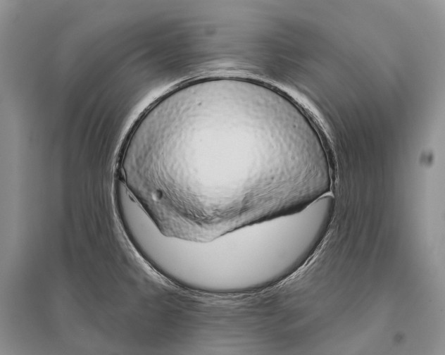 X0000096451333200802211225