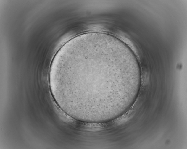 X0000096451338200802211225