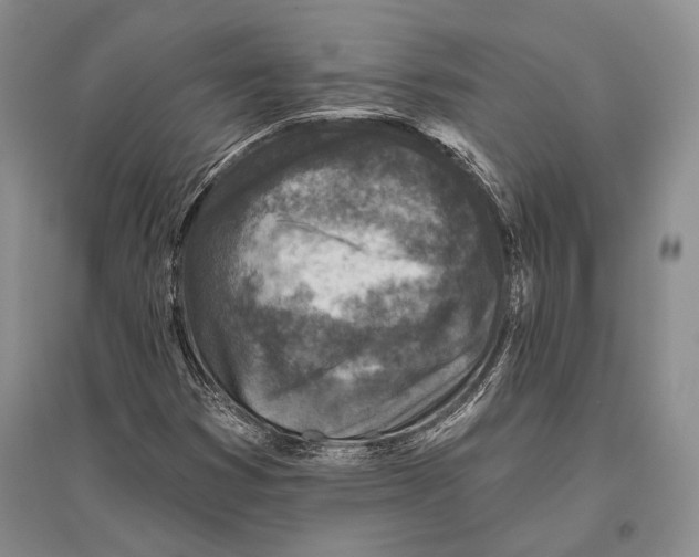 X0000096451353200802211224