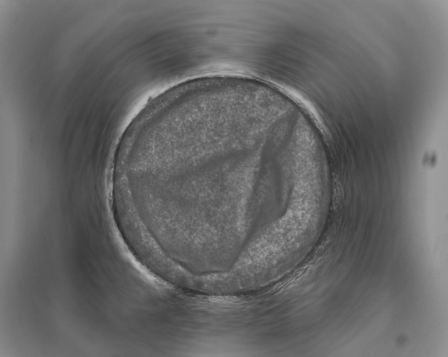 X0000096451383200802211224