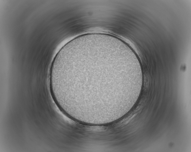 X0000096451387200802211224