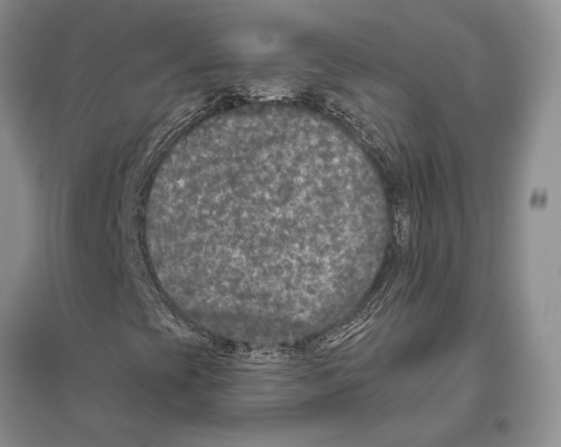 X0000096451393200802211223