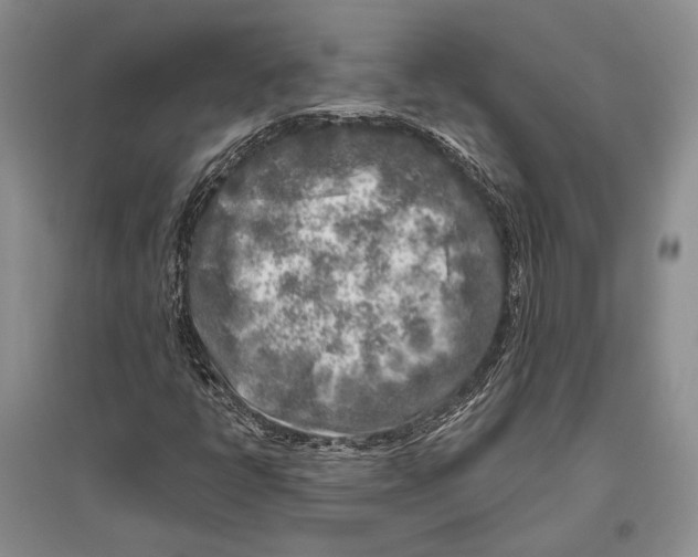 X0000096451398200802211223