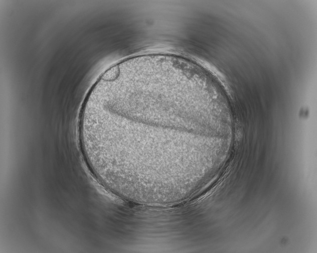 X0000096451423200802211223